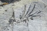 Pennsylvanian Fossil Horsetail (Asterophyllites) - Kentucky #112962-2